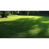 St. Augustine 'Seville' Sod - 36 Live Plugs - Drought,