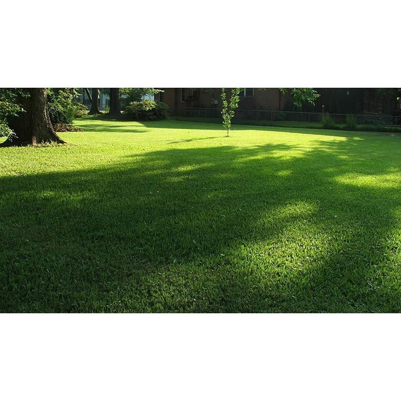 St. Augustine 'Seville' Sod - 36 Live Plugs - Drought,
