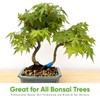 Bonsai Outlet Bonsai Soil Mix - Tinyroots All Purpose Bonsai