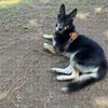 BTINESFUL Dog Tie Out, Check Cord Long Tether Rope Leash,