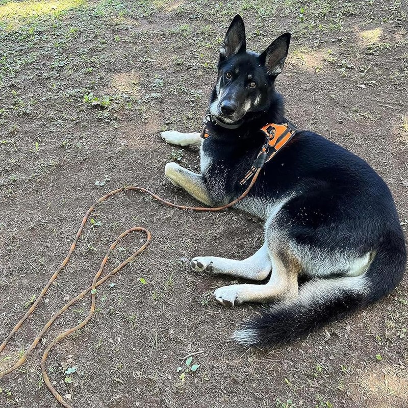 BTINESFUL Dog Tie Out, Check Cord Long Tether Rope Leash,
