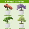 Bonsai Tree Kit, Bonsai Starter Kit with 4 Types of