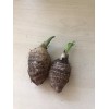 Taro 2 Sprouted Taro Root Bulbs Elephant Ear Live Plant