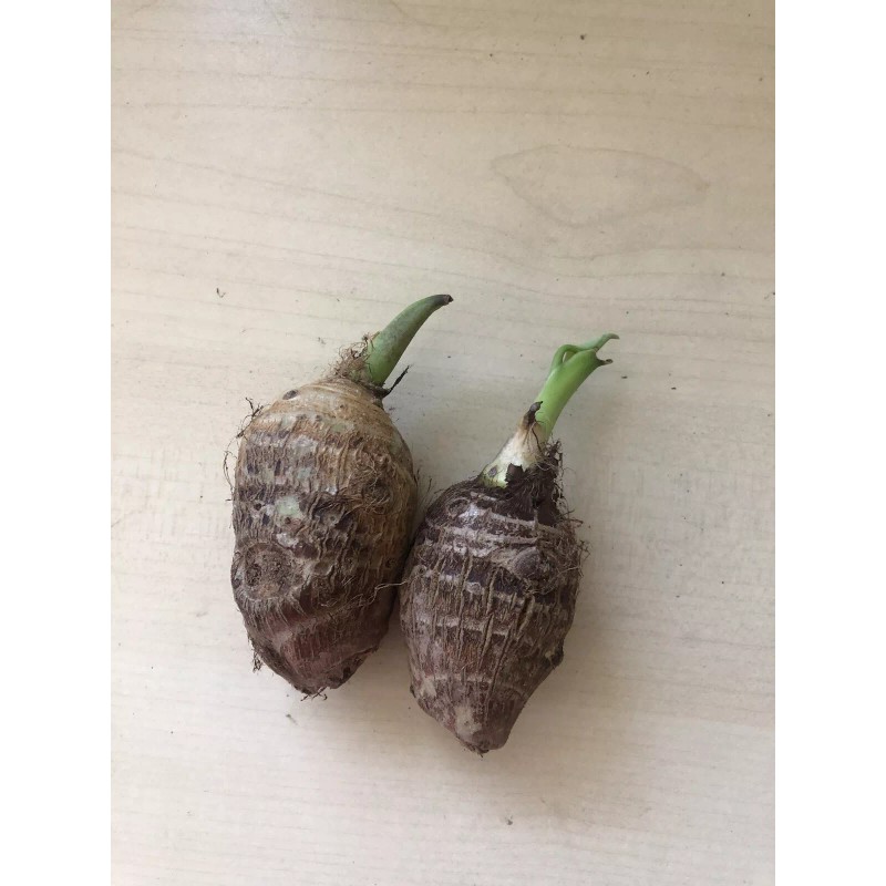 Taro 2 Sprouted Taro Root Bulbs Elephant Ear Live Plant