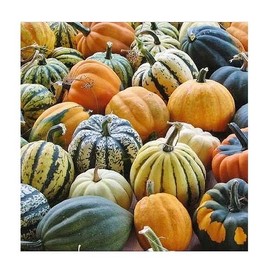 Heirloom Acorn Table Queen Winter Squash Seeds - Approximately 30 Seeds