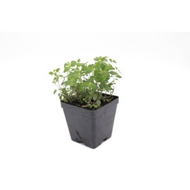 Greenwood Nursery: Live Ground-Cover Plants - 'Georgia Blue' Creeping Speedwell + Veronica Peduncularis - [Qty: 2X Pint Pots] - (Click for Other Available Plants/Quantities)