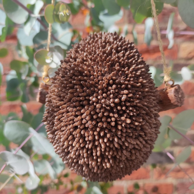 Vivid Arts Rocking Pet Pals Rocking Hedgehog, RP-HHOG-F
