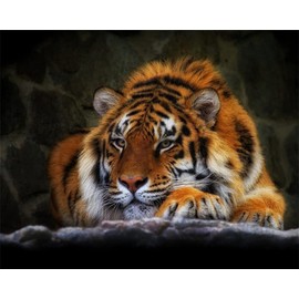 Meecaa Painting by Numbers Sleeping Tiger Animal Kit for Adults Beginners DIY Oil Painting 16x20 Inch (Tiger, No Frame)