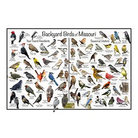 Where's Wildlife Backyard Birds of Missouri Bird Identification Poster Divided into Year-round Residents and Seasonal Visitors - Birdwatching Nature Chart (12" x 18")