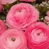 Ranunculus Bulbs Pink - Beautiful Pink Ranunculus Aviv Flowers -