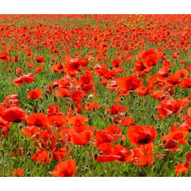 50,000 Flanders Red Corn Poppy Seeds 7 Grams Non GMO Heirloom USA Harvested pollinator bee Butterfly American Legion Poppy. Ornamental Poppy
