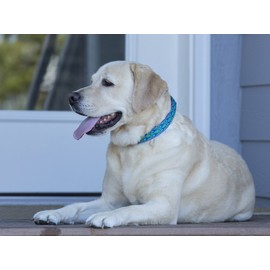 LupinePet Originals 1" Rain Song 25-31" Adjustable Collar for Extra Large Dogs