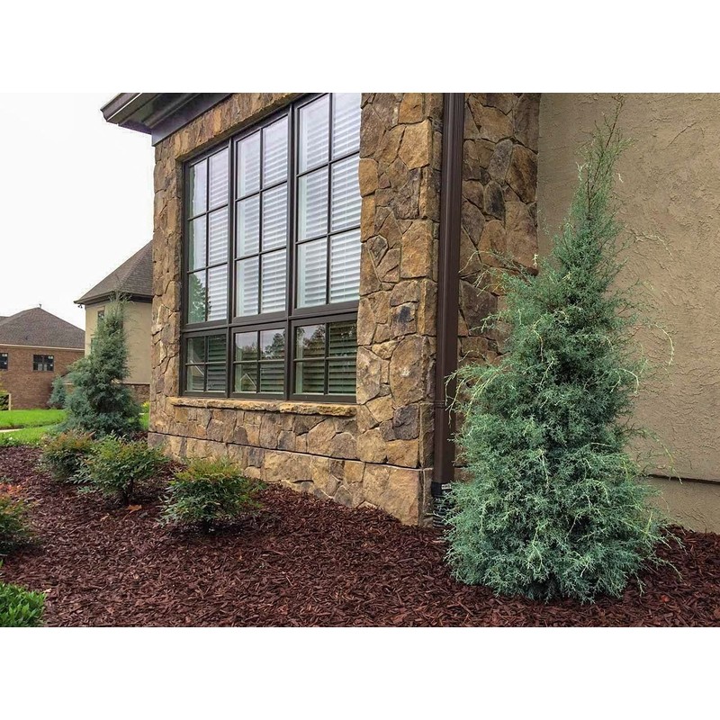 Carolina Sapphire Cypress Tree | 2 Large Gallon Size Plants