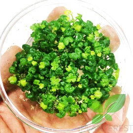 Planterest - Dwarf Pennywort Nutri Cup Hydrocotyle Tripartita Japan Mini Live Aquarium Plant Foreground Decorations Terrarium BUY2GET1FREE