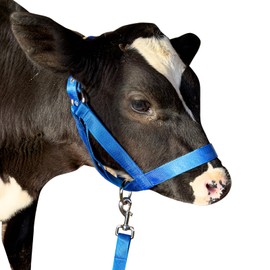 XUANNIAO Easily Adjustable Figure 8 Cow Halter, Double-Ply Premium Livestock Cattle Halters, Colorful Cow Utility Calf Halter with Leading Rope for Miniature Horse Donkey Goat Foal (Medium, Blue)
