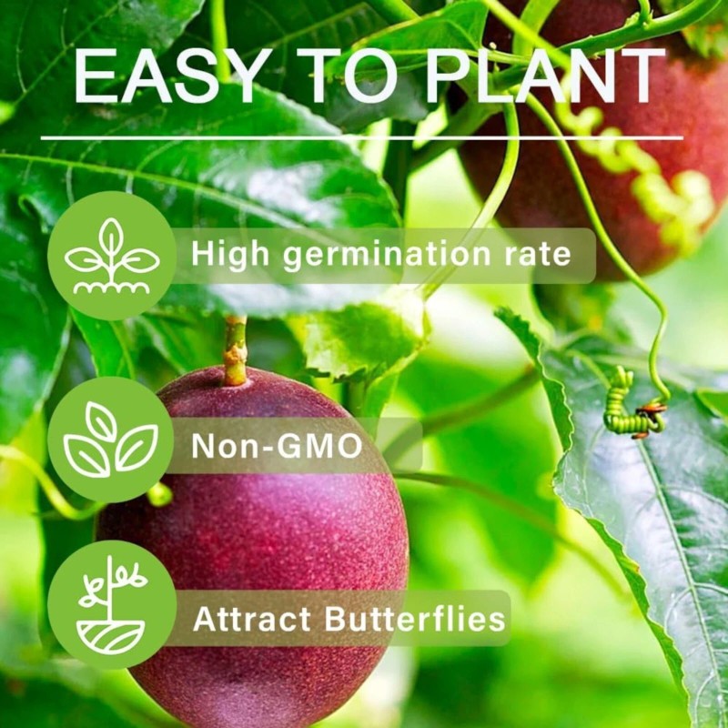 JQBay Passion Fruit Seeds – 50 Seeds – Non-GMO Tropical