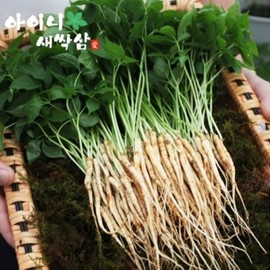 Ginseng sprout gift set, extra large 100 roots (2-3 years old, over 30cm) / 새싹삼 선물세트 특대 100뿌리 (2-3년근30cm이상)