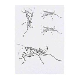 4 x 'Praying Mantis' Temporary Tattoos - Water Resistant, Skin-Safe, Non-Toxic Transfers, Mixed Sizes (TO00040181)