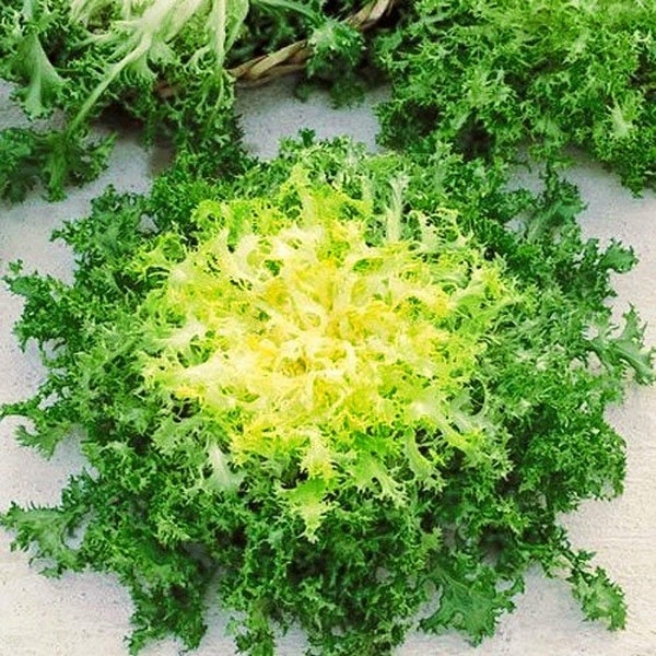 Seeds4planting - Seeds Endive Lettuce Yellow Heart Curly Frisee Chicory