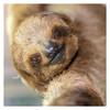 2025 Sloths Mini calendar: Plastic Free Packaging