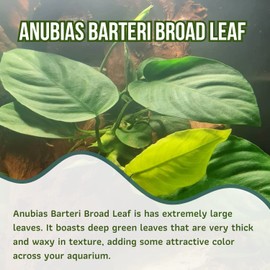 Mainam Anubias Barteri Broad Leaf Tropical Freshwater Live Aquarium Plant Decorations (12 Pack)