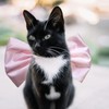 AWOCAN Cat Collar, Big Bow Kitten Cosplay Decoration Dream Cat