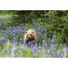 Alaska Wildflower Flower Seed Mix - 5000+ Seeds - Special