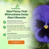 Outsidepride Blue Ullswater Viola Pansy Seeds for Planting - 1,000