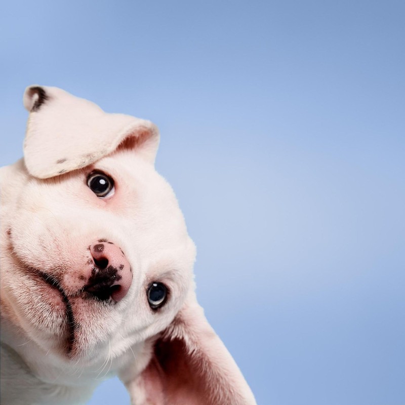 Paul Mitchell Pet Bug Away Spray, Insect Deterrent, 8.5 fl.oz.