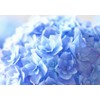 Painting Wallpaper Poster (Removable Self Stick) Purple Hydrangea 紫陽花 in
