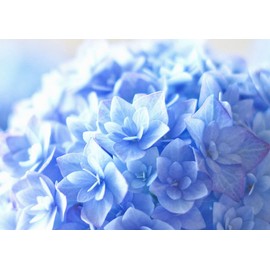 Painting Wallpaper Poster (Removable Self Stick) Purple Hydrangea 紫陽花 in Hydrangea Hydrangea Hydrangea Flower Character Black fajs – 001 a1 (A1 Edition 830 mm × 585 mm) For Architectural Wallpaper + Weather Resistant Paint