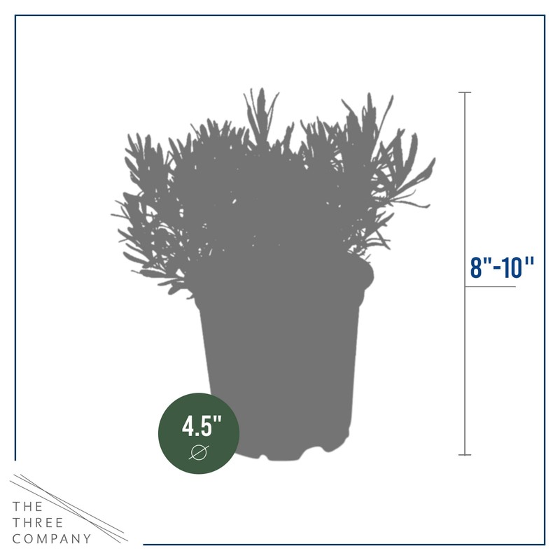 Live Aromatic and Edible Herb - Lavender (4 Per Pack),