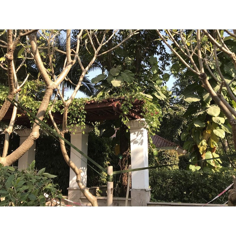 Alshurlife Tree Tie Straps 50 Feet x 3/4 inch Tree