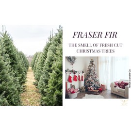 76008 Candle Co. Fraser Fir Scented Candle | Luxury Home Scented Candles | Holiday Candles For Home | Candles that smell like a Christmas Tree