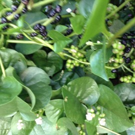 Malabar Spinach 50 Organic Green Malabar Spinach Seeds for 2024 Healthy Delicious Vegetable