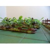 Unbranded Wargame Terrain Leafy Crops 25mm 28mm 20mm 1/72 1/76