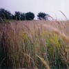 Outsidepride Tall Native Grass Seed Mix of Bluestems, Switchgrass, &