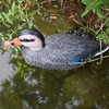Pisces Pond Floating Mummy Duck Realistic Water Decoration
