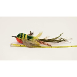 Litterboy Cat Toys Yellow Striped Flyer Bird Attachment - Fits Popular Wand Toys