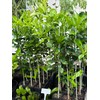 Thai Greenhouse Kaffir Lime Tree- Grafted Semi-Dwarf Kaffir Lime (Thai