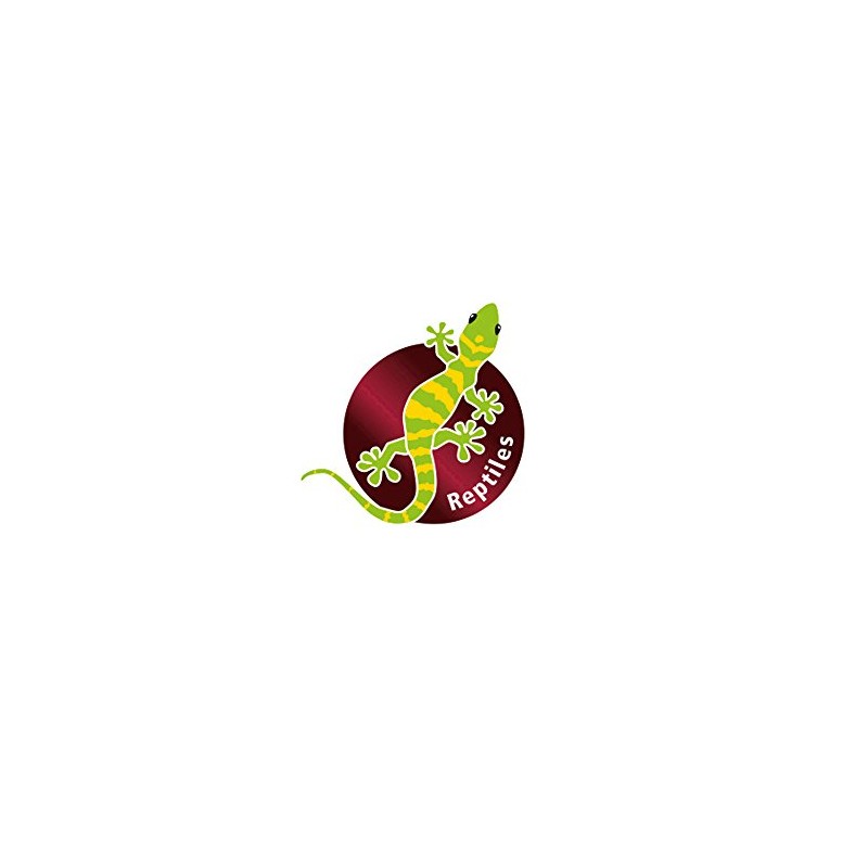 HOBBY Terraristik Cactus Sonora M I 15 x 15 x