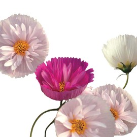 Park Seed Cosmos Cupcakes and Saucers Mix