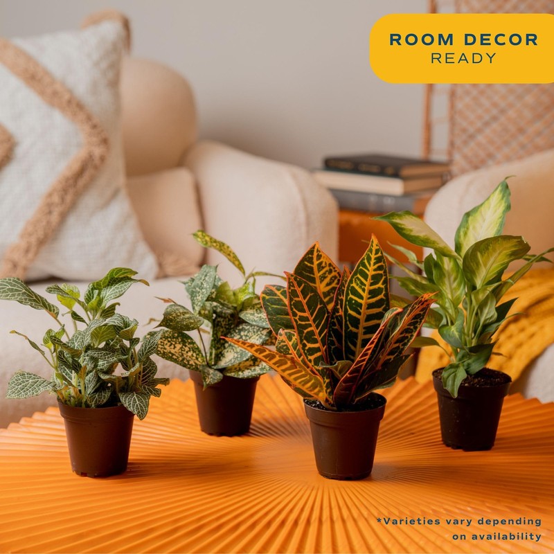 Costa Farms Live Indoor Plant Bundle in Plastic Pots, Easy