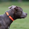 Active Casual Dog Collar in Cotton & Mesh Design, Lightweight