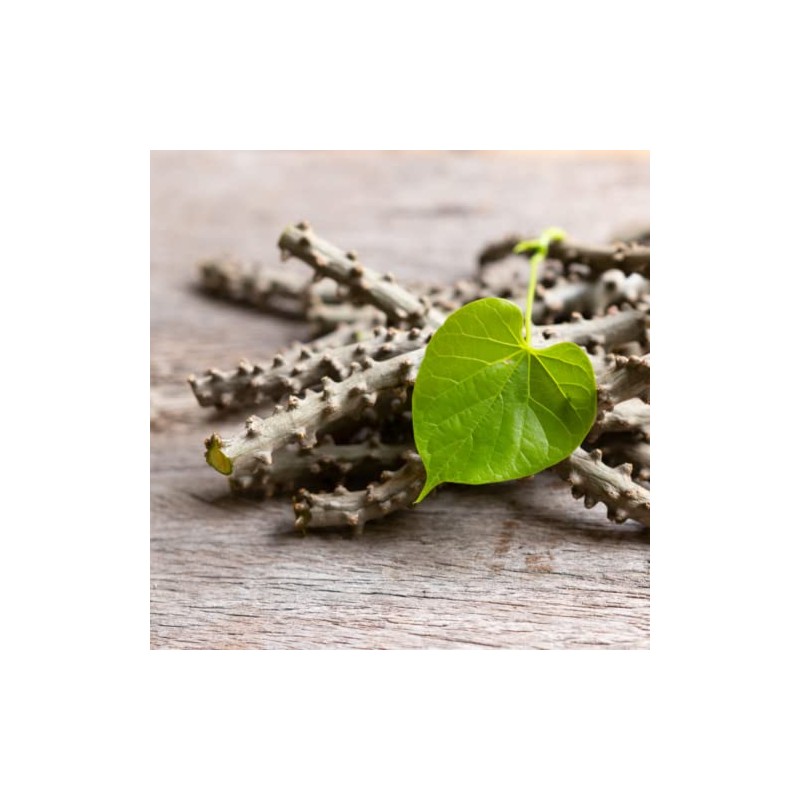 SVATV Giloy Powder | Guduchi | Tinospora cordifolia Stem Powder