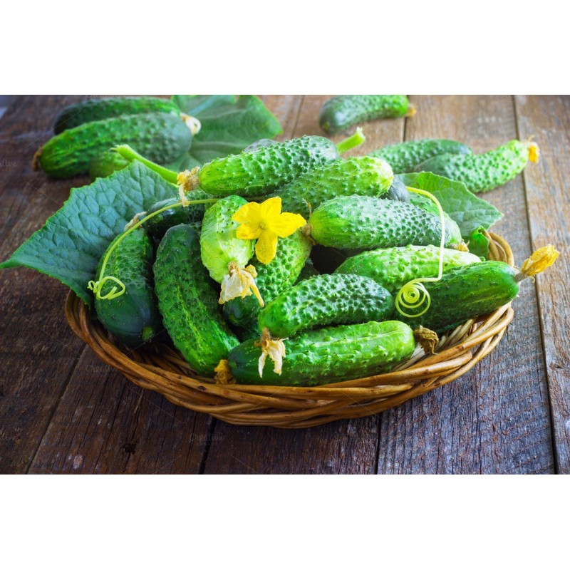RAISE ME UP: Seeds Cucumber Titus F1 for Pickling Open-Pollinated