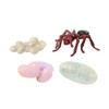 Ant Life Cycle Toy - 4 Piece Set Shows Life