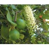 Nuez De Macadamia Con Proteínas, Mxmmn-002, 1kg, Natural, N