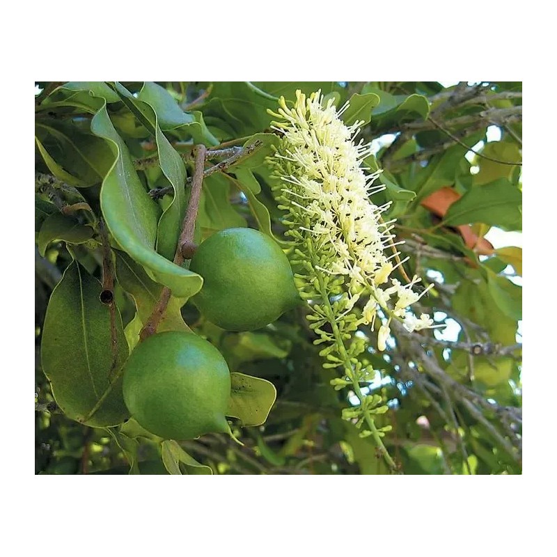 Nuez De Macadamia Con Proteínas, Mxmmn-002, 1kg, Natural, N