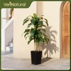 VeriNatural Artificial Dracaena Tree 5FT - Fake Tree with Black